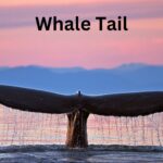 Whale Tail