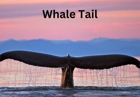 Whale Tail