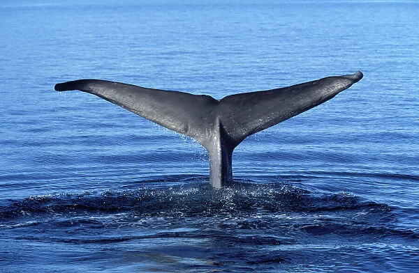 Whale Tail